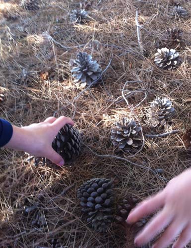 CollectingPineCones