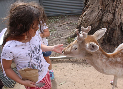 FeedingDeerHallsGapZooMarch2016
