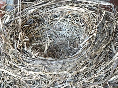 robins-nest-334124_960_720_500